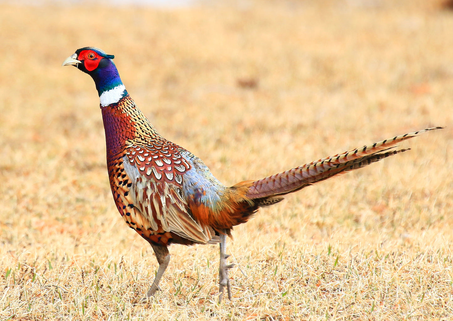 Winter Pillow Lace / Rooster Pheasant
