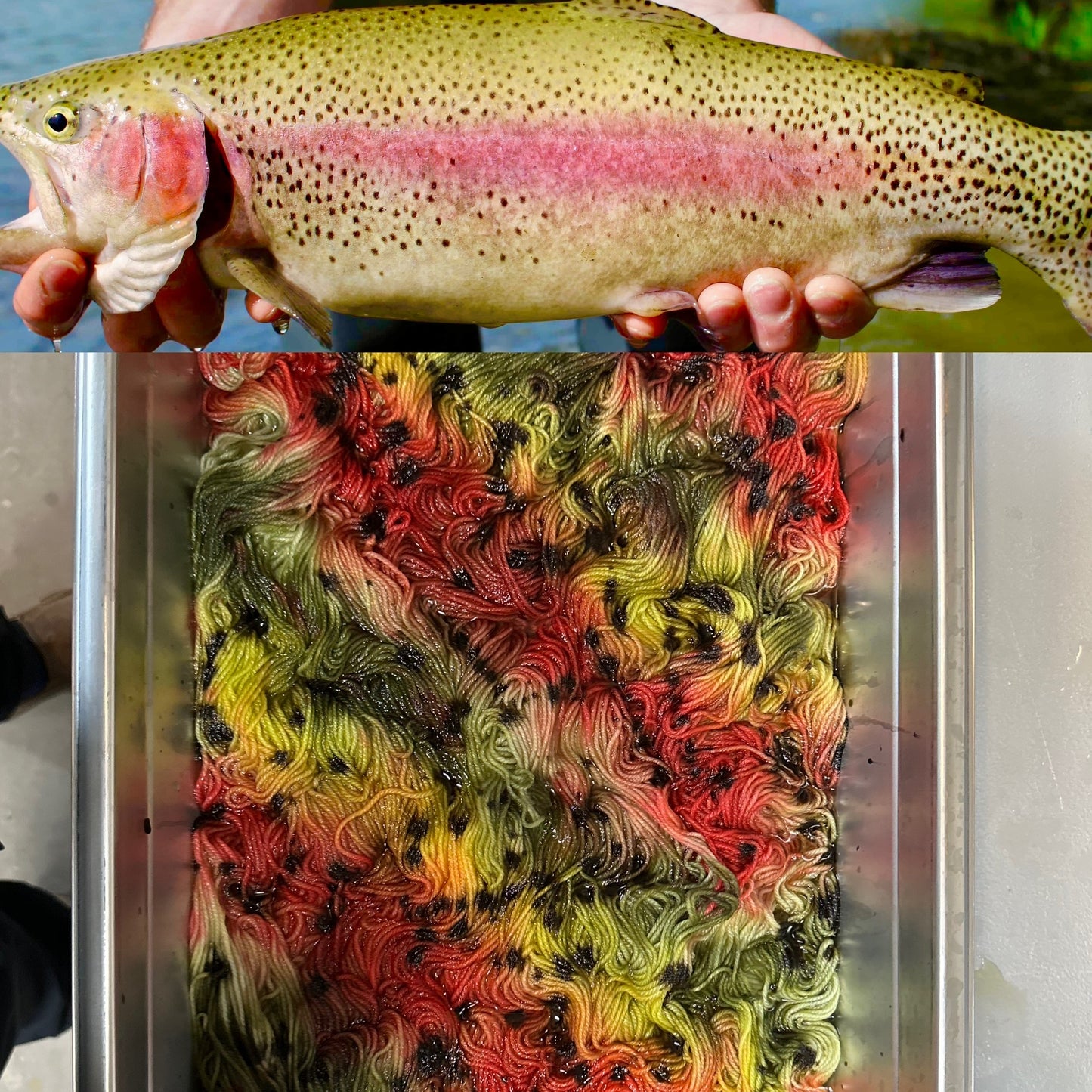 Champagne Powder Select Sock / Rainbow Trout