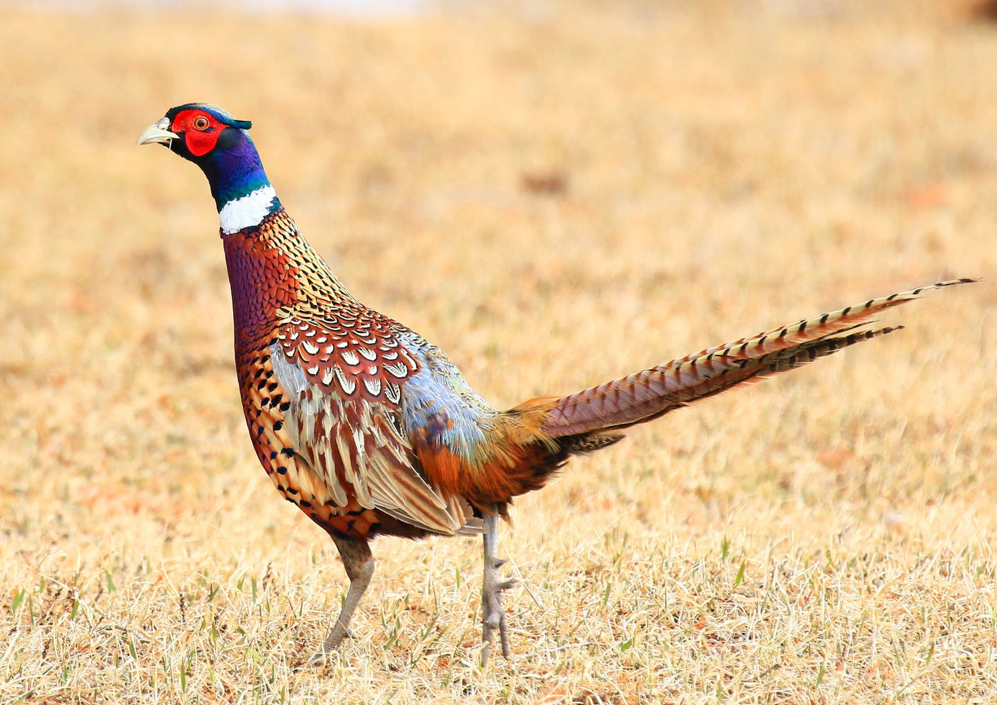 Winter Pillow Worsted / Rooster Pheasant